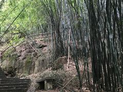 -铁山坪森林公园