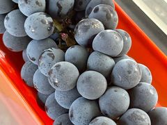 -马陆小张葡萄园农家乐