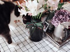 -海边的猫和咖啡馆