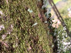 -杭州植物园