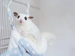 -博特宠物医院24h犬猫全科.骨科·异宠