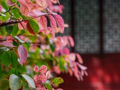 -秋霞圃