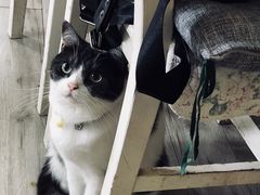 -海边的猫和咖啡馆