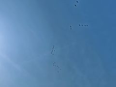 -盐城丹顶鹤湿地生态旅游区