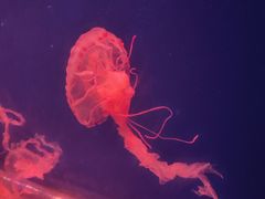 -杭州海底世界