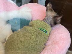 -猫小院猫主题餐厅(南锣旗舰店)