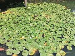 -苏州太湖湖滨国家湿地公园