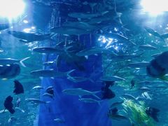 -顺德南宏海立方海洋公园