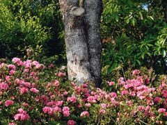 -梧桐山风景名胜区