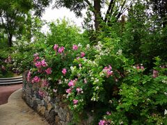 -武清南湖绿博园