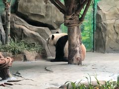 -灵玲国际马戏城