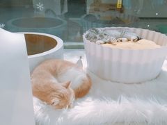 -BABYDOG宝贝狗宠物乐园(欧洲城店)