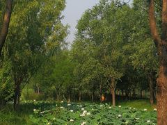 -东郊湿地公园