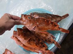 -西归浦每天偶来市场