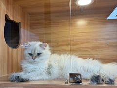 -猫十亿·布偶金渐层·曼基康矮脚猫舍(青年路店)