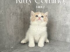 -小猫来了·猫舍(红山六九七九店)