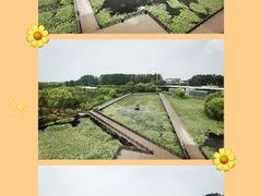 -滕州微山湖红荷湿地景区