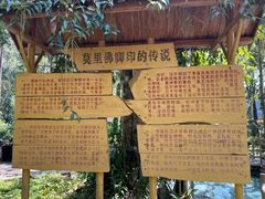 -莫里热带雨林景区