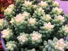-花鸟鱼虫鲜花绿植市场(玉泉路店)
