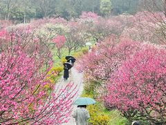 -梅花山(明孝陵内)