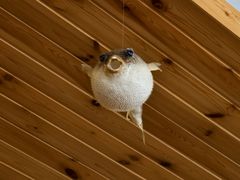 -天正河鲀·河豚亭(大连店)