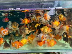 -青石桥花鸟鱼虫市场(叠翠城店)