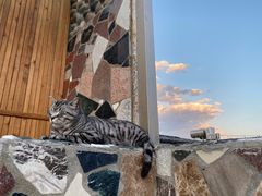 -喵屿·大理花园猫咖