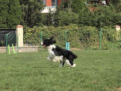 -趣玩宠物乐园寄养训犬训狗游泳池