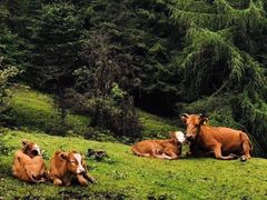 -硗碛藏寨·神木垒景区