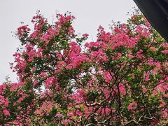 -东山雕花楼