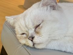 -猫腻·猫咖·撸猫馆(星光大道店)