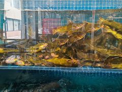 -大鹅岛灶台鱼·铁锅炖(水库路店)