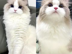 -皮特动物医院(24小时店)