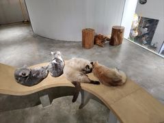 -more than meow吴止猫主题餐厅(承德 中船汇店)