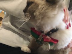 -共舞时光猫咖·狗咖(新街口店)
