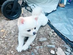-重庆睡佛山森林公园