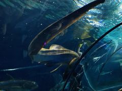 -上海海洋水族馆