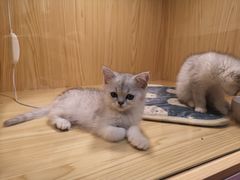 -屋虎猫馆(宝安大仟里店)