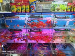 -曲阳花鸟市场(曲阳路店)