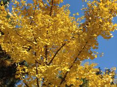 -长白岛森林公园