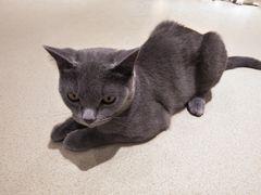 -藏猫猫咖啡主题馆(中央大道店)