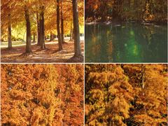 -上海海湾国家森林公园