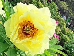 -洛阳市隋唐城遗址植物园