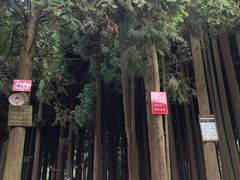 -武陵山森林公园