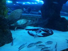 -芜湖新华联大白鲸海洋公园