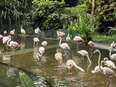 -香港皇家太平洋酒店