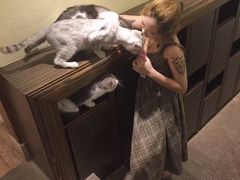 -more than meow吴止猫主题餐厅(承德 中船汇店)