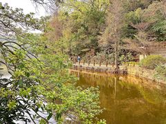 -深圳仙湖植物园