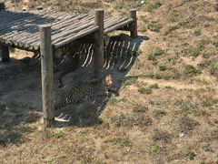 -西霞口神雕山野生动物世界
