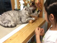 -MOYOYO猫咪咖啡店